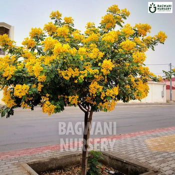 Cassia Glauca tree Supplier, Glossy Shower Tree, Cassia Glauca Supplier in India, Wholesale Cassia Glauca, Wholesale Cassia Glauca Supplier, Glossy Shower Tree Tree, Best Cassia Glauca Nursery, Cassia Glauca in India, Bulk Cassia Glauca Supplier, Timber Tree, Timber Tree Nursery, Wholesale Timber Tree Supplier, Best Timber Tree Nursery in India,