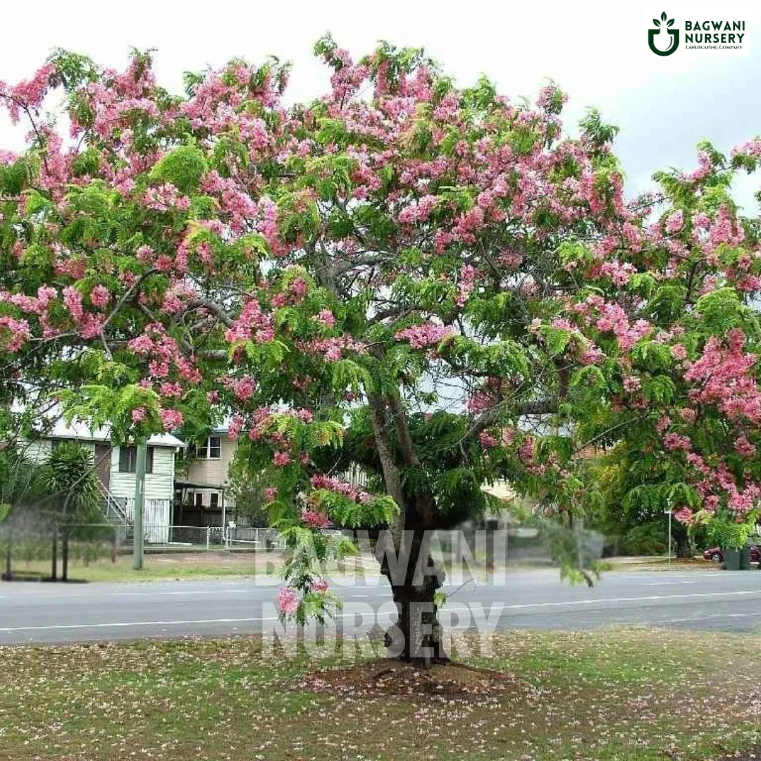 Cassia Javanica tree Supplier, Pink Shower Tree, Cassia Javanica Supplier in India, Wholesale Cassia Javanica, Wholesale Cassia Javanica Supplier, Pink Shower Tree Tree, Best Cassia Javanica Nursery, Cassia Javanica in India, Bulk Cassia Javanica Supplier, Timber Tree, Timber Tree Nursery, Wholesale Timber Tree Supplier, Best Timber Tree Nursery in India,