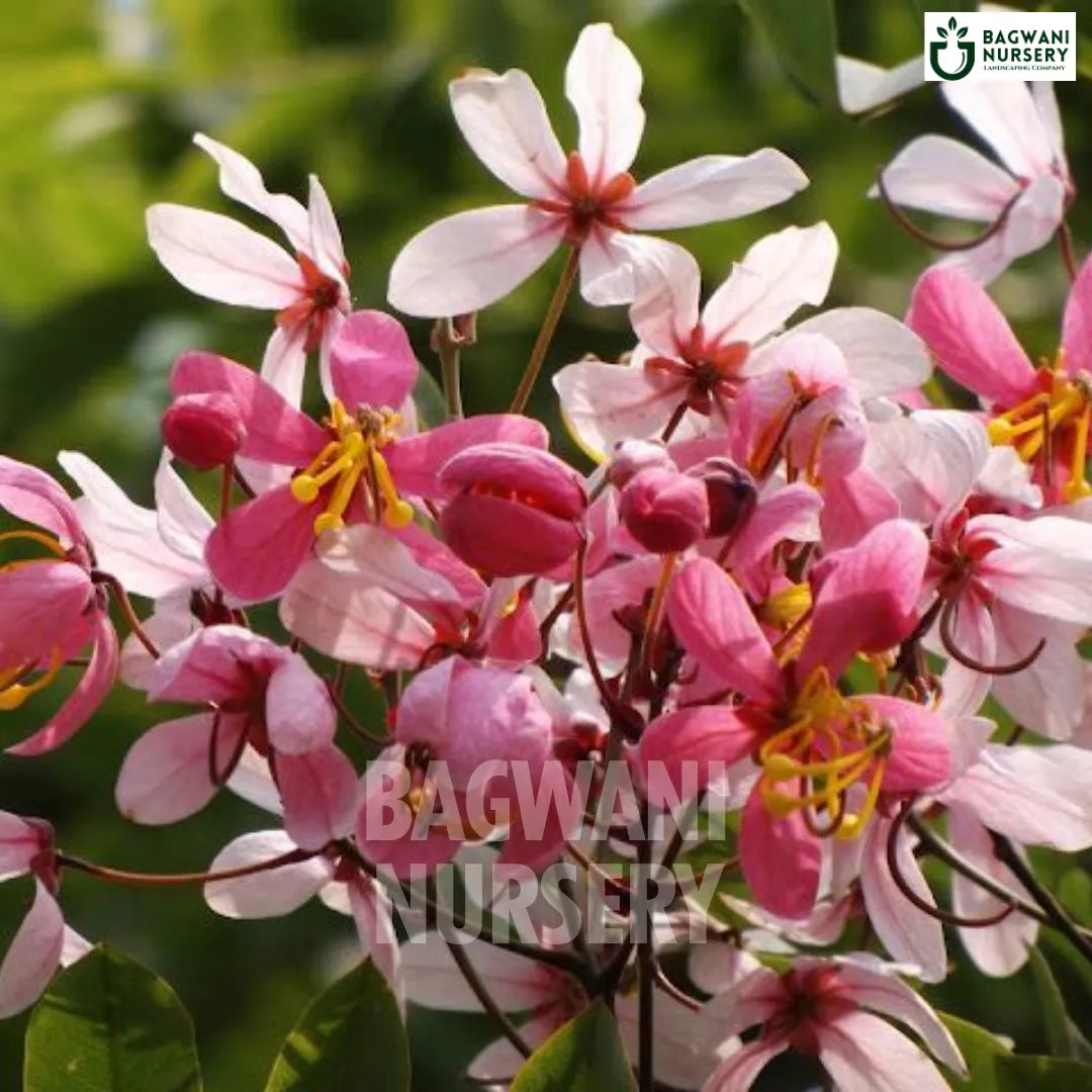 Cassia Javanica tree Supplier, Pink Shower Tree, Cassia Javanica Supplier in India, Wholesale Cassia Javanica, Wholesale Cassia Javanica Supplier, Pink Shower Tree Tree, Best Cassia Javanica Nursery, Cassia Javanica in India, Bulk Cassia Javanica Supplier, Timber Tree, Timber Tree Nursery, Wholesale Timber Tree Supplier, Best Timber Tree Nursery in India,