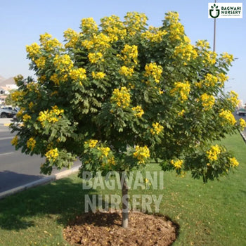 Cassia Siamea tree Supplier, Senna Siamea, Cassia Siamea Supplier in India, Wholesale Cassia Siamea, Wholesale Cassia Siamea Supplier, Senna Siamea Tree, Best Cassia Siamea Nursery, Cassia Siamea in India, Bulk Cassia Siamea Supplier, Timber Tree, Timber Tree Nursery, Wholesale Timber Tree Supplier, Best Timber Tree Nursery in India,