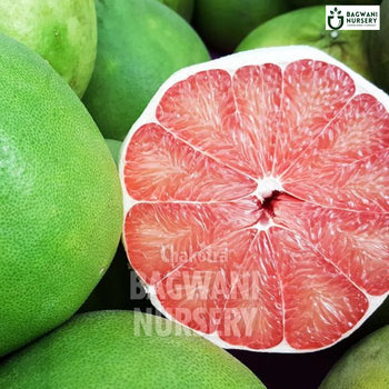 Pomelo tree Supplier, Citrus Maxima, Pomelo tree Supplier in India, Wholesale Chakotra, Wholesale Pomelo Supplier, Pomelo  Tree, Best Pomelo Nursery, Citrus Maxima in India, Bulk Chakotra Supplier, Fruit Tree, Fruit Tree Nursery, Wholesale Fruit Tree Supplier, Best Fruit Tree Nursery in India,