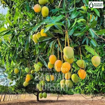 Chausa Mango tree Supplier, Mangifera Indica, Chausa Mango tree Supplier in India, Wholesale Chausa Mango, Wholesale Chausa Mango Supplier, Chausa Mango  Tree, Best Chausa Mango Nursery, Mangifera Indica in India, Bulk Chausa Mango Supplier, Fruit Tree, Fruit Tree Nursery, Wholesale Fruit Tree Supplier, Best Fruit Tree Nursery in India,