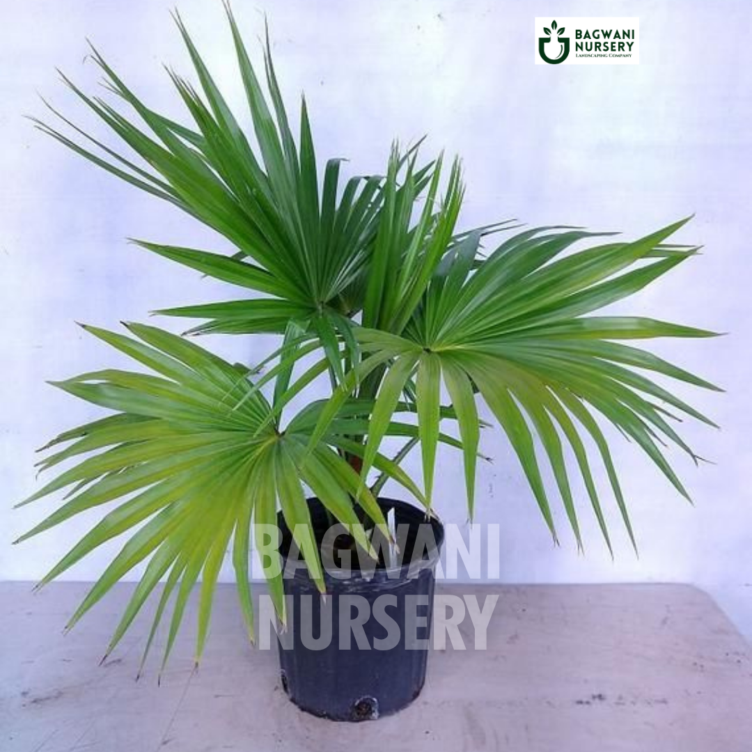 China Palm Supplier, China Palm Supplier in India, Wholesale China Palm, Wholesale China Palm Supplier, China Palm Nursery, Best China Palm Nursery, China Palm in India, Bulk China Palm Supplier