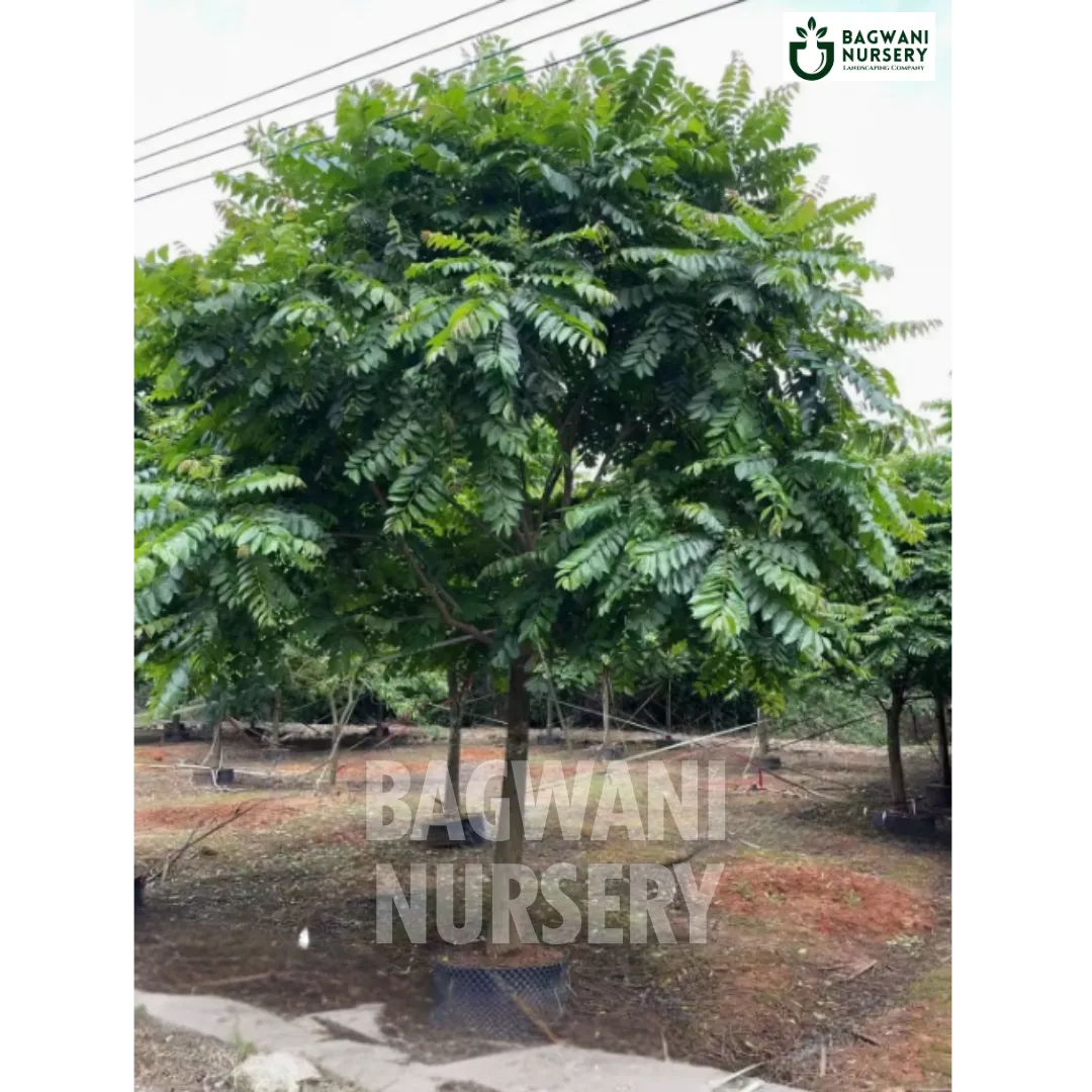 Chukrasia tree Supplier, Chukrasia Velutina, Chukrasia Supplier in India, Wholesale Chukrasia, Wholesale Chukrasia Supplier, Chukrasia Velutina Tree, Best Chukrasia Nursery, Chukrasia in India, Bulk Chukrasia Supplier, Timber Tree, Timber Tree Nursery, Wholesale Timber Tree Supplier, Best Timber Tree Nursery in India,