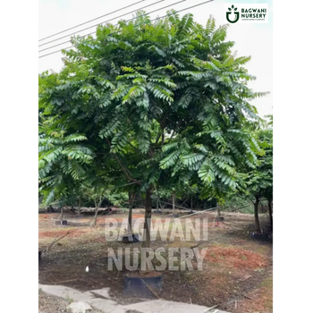 Chukrasia tree Supplier, Chukrasia Velutina, Chukrasia Supplier in India, Wholesale Chukrasia, Wholesale Chukrasia Supplier, Chukrasia Velutina Tree, Best Chukrasia Nursery, Chukrasia in India, Bulk Chukrasia Supplier, Timber Tree, Timber Tree Nursery, Wholesale Timber Tree Supplier, Best Timber Tree Nursery in India,