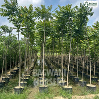 Chukrasia tree Supplier, Chukrasia Velutina, Chukrasia Supplier in India, Wholesale Chukrasia, Wholesale Chukrasia Supplier, Chukrasia Velutina Tree, Best Chukrasia Nursery, Chukrasia in India, Bulk Chukrasia Supplier, Timber Tree, Timber Tree Nursery, Wholesale Timber Tree Supplier, Best Timber Tree Nursery in India,