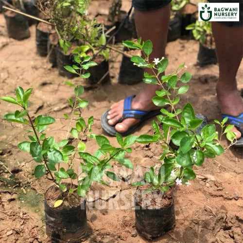 Clerodendrum Inerme, Clerodendrum Inerme plant, Volkameria Inermis Clerodendrum Inerme Tree, Volkameria Inermis Plant, Clerodendrum Inerme Plant Tree in Bulk,