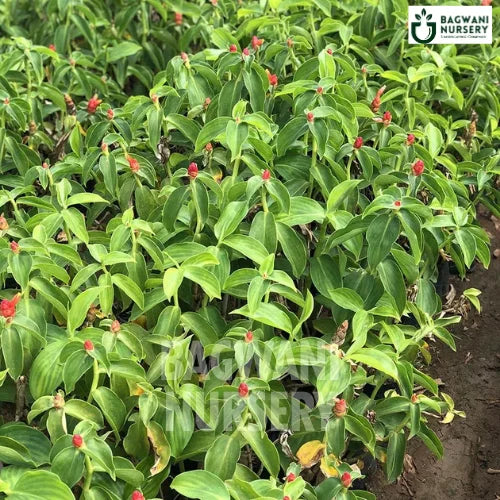 Costus woodsonii, Costus woodsonii plant, Red Button Ginger Costus woodsonii Tree, Green Red Button Ginger Plant, Costus woodsonii Tree in Bulk,