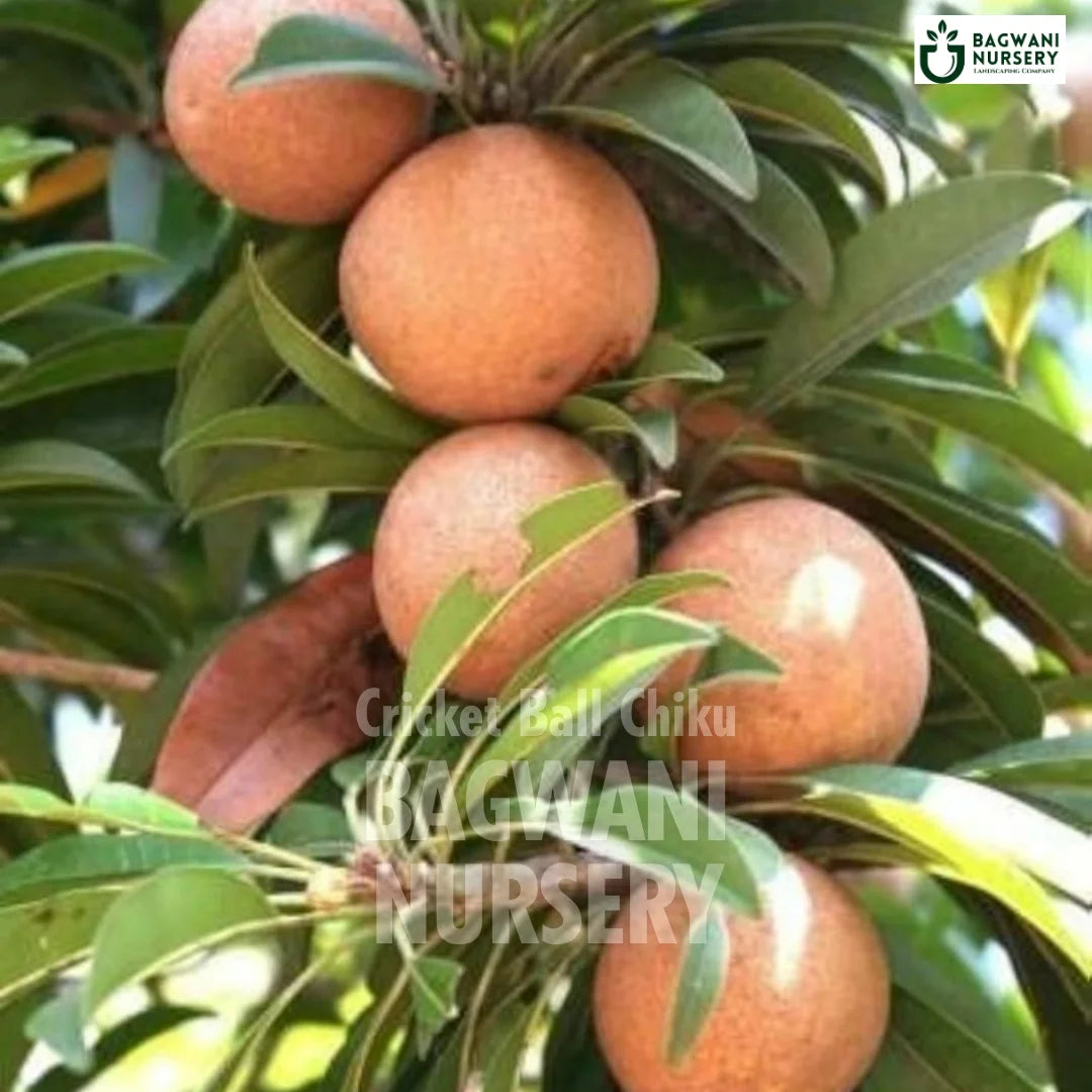 Cricket Ball Chiku tree Supplier, Manilkara Zapota, Cricket Ball Chiku tree Supplier in India, Wholesale Cricket Ball Chiku, Wholesale Cricket Ball Chiku Supplier, Cricket Ball Chiku  Tree, Best Cricket Ball Chiku Nursery, Manilkara Zapota in India, Bulk Cricket Ball Chiku Supplier, Fruit Tree, Fruit Tree Nursery, Wholesale Fruit Tree Supplier, Best Fruit Tree Nursery in India,