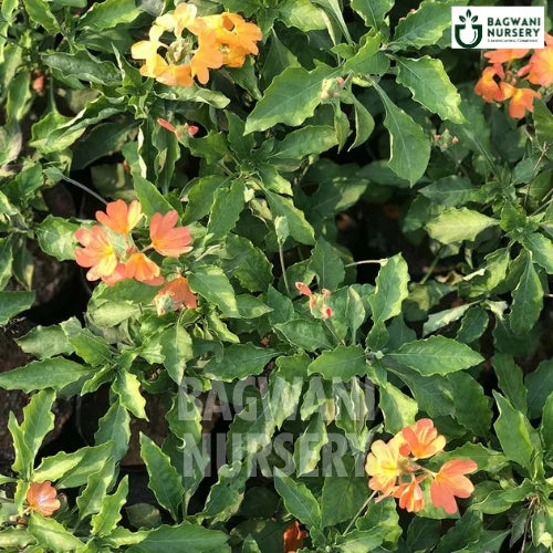 Firecracker Flower, Firecracker Flower plant, Crossandra, Firecracker Flower Tree, Crossandra Plant, Firecracker Flower Plant Tree in Bulk,