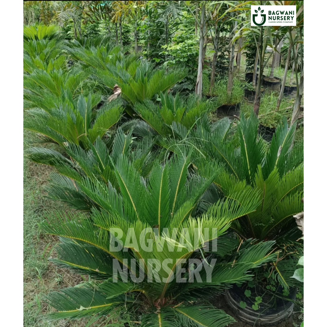 Cycas Palm Supplier, Cycas Palm Supplier in India, Wholesale Cycas Palm, Wholesale Cycas Palm Supplier, Cycas Palm Nursery, Best Cycas Palm Nursery, Cycas Palm in India, Bulk Cycas Palm Supplier, sago palm, kanghi palm