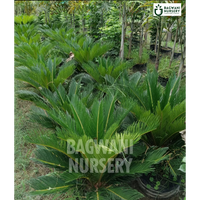 Cycas Palm Supplier, Cycas Palm Supplier in India, Wholesale Cycas Palm, Wholesale Cycas Palm Supplier, Cycas Palm Nursery, Best Cycas Palm Nursery, Cycas Palm in India, Bulk Cycas Palm Supplier, sago palm, kanghi palm