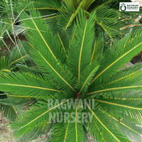 Cycas Palm Supplier, Cycas Palm Supplier in India, Wholesale Cycas Palm, Wholesale Cycas Palm Supplier, Cycas Palm Nursery, Best Cycas Palm Nursery, Cycas Palm in India, Bulk Cycas Palm Supplier, sago palm, kanghi palm