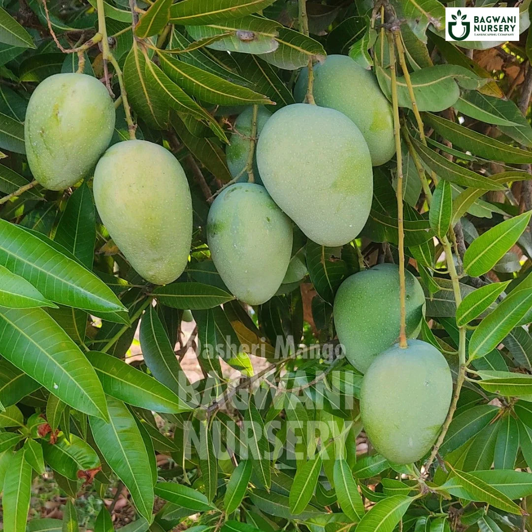 Dasheri Mango tree Supplier, Mangifera Indica, Dasheri Mango tree Supplier in India, Wholesale Dasheri Mango, Wholesale Dasheri Mango Supplier, Dasheri Mango  Tree, Best Dasheri Mango Nursery, Mangifera Indica in India, Bulk Dasheri Mango Supplier, Fruit Tree, Fruit Tree Nursery, Wholesale Fruit Tree Supplier, Best Fruit Tree Nursery in India,