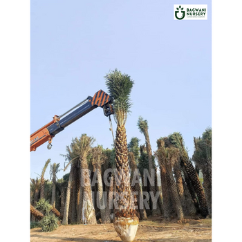 date palm, date palm trees, phoenix dactylifera, wholesale date palm, bagwani nursery wholesale plant supplier, nursery in India