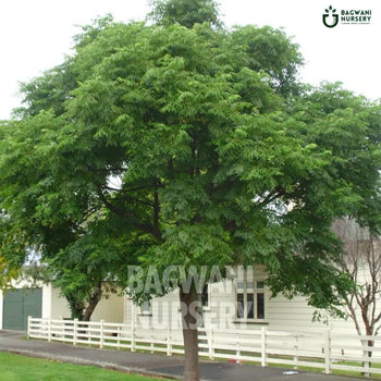 Dek tree Supplier, Melia Azedarach, Dek Supplier in India, Wholesale Dek, Wholesale Dek Supplier, Melia Azedarach Tree, Best Dek Nursery, Dek in India, Bulk Dek Supplier, Timber Tree, Timber Tree Nursery, Wholesale Timber Tree Supplier, Best Timber Tree Nursery in India,