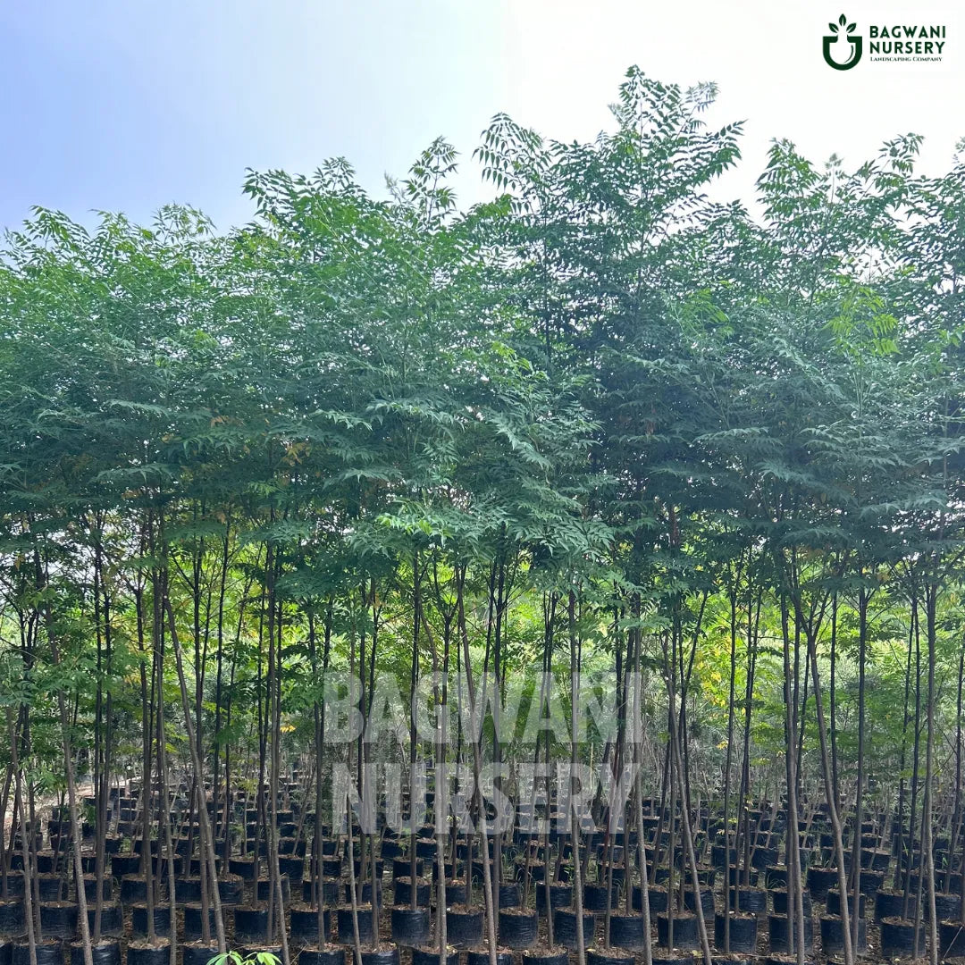 Dek tree Supplier, Melia Azedarach, Dek Supplier in India, Wholesale Dek, Wholesale Dek Supplier, Melia Azedarach Tree, Best Dek Nursery, Dek in India, Bulk Dek Supplier, Timber Tree, Timber Tree Nursery, Wholesale Timber Tree Supplier, Best Timber Tree Nursery in India,