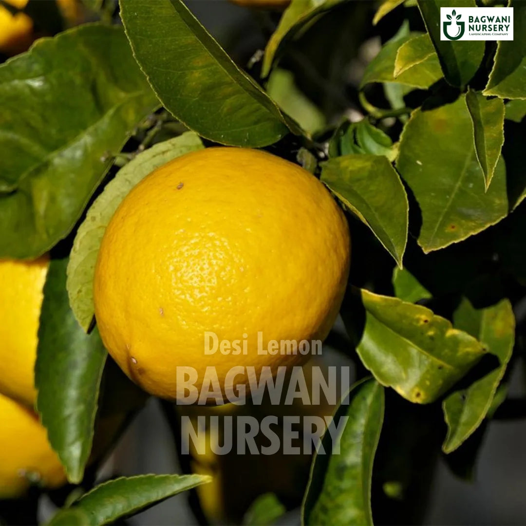 Desi Lemon tree Supplier, Citrus limon, Desi Lemon tree Supplier in India, Wholesale Desi Lemon, Wholesale Desi Lemon Supplier, Desi Lemon  Tree, Best Desi Lemon Nursery, Citrus limon in India, Bulk Desi Lemon Supplier, Fruit Tree, Fruit Tree Nursery, Wholesale Fruit Tree Supplier, Best Fruit Tree Nursery in India,
