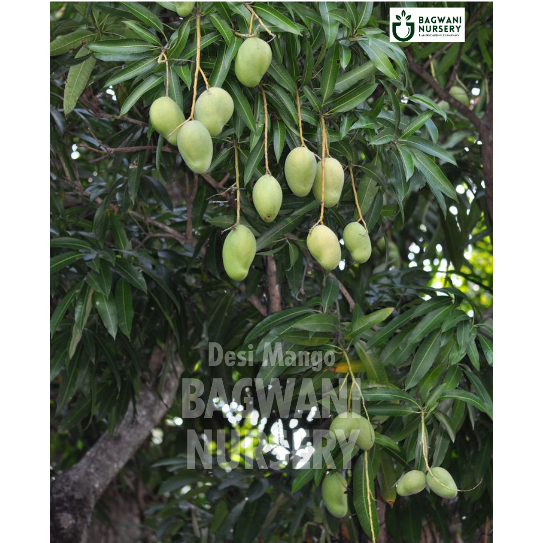 Desi Mango tree Supplier, Mangifera Indica, Desi Mango tree Supplier in India, Wholesale Desi Mango, Wholesale Desi Mango Supplier, Desi Mango  Tree, Best Desi Mango Nursery, Mangifera Indica in India, Bulk Desi Mango Supplier, Fruit Tree, Fruit Tree Nursery, Wholesale Fruit Tree Supplier, Best Fruit Tree Nursery in India,