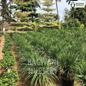 Dracaena Draco Multihead, Dracaena Draco Multihead plant, Dragon Tree Dracaena Draco Multihead Tree, Dragon Tree Plant, Dracaena Draco Multihead Tree in Bulk,