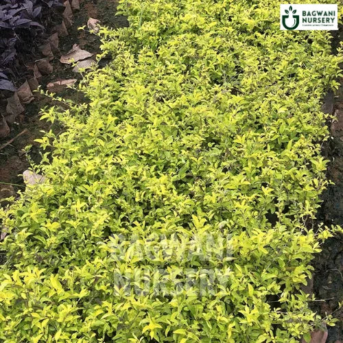 Golden Duranta, Golden Duranta plant, Duranta erecta Golden Duranta Tree, Duranta erecta Plant, Golden Duranta Tree in Bulk,