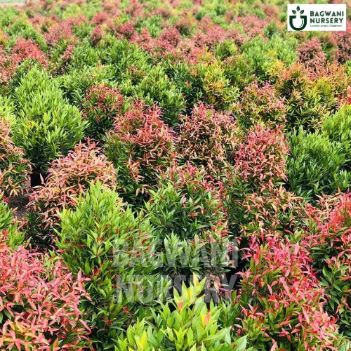 Dwarf Syzygium Myrtifolium, Dwarf Syzygium Myrtifolium plant, Dwarf Indian MyrtleTree, Dwarf Syzygium Myrtifolium Tree, Dwarf Indian MyrtleTree Plant, Dwarf Syzygium Myrtifolium in Bulk,