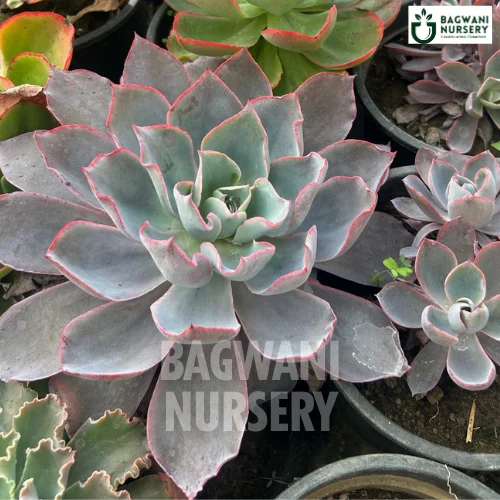 Echeveria Desmetiana, Blue Echeveria, Desmet’s Echeveria, Succulent, Succulents Plants, Succulents Supplier, Succulents Supplier in India, Wholesale Succulents, Wholesale Succulents Supplier, Succulents Nursery, Best Succulents Nursery, Succulents in India, Bulk Succulents Supplier