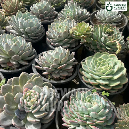 Echeveria Elegans, Mexican Snowball, White Mexican Rose, Succulent, Succulents Plants, Succulents Supplier, Succulents Supplier in India, Wholesale Succulents, Wholesale Succulents Supplier, Succulents Nursery, Best Succulents Nursery, Succulents in India, Bulk Succulents Supplier