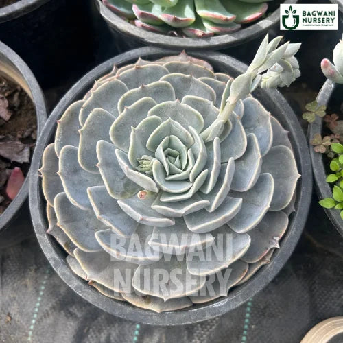 Echeveria lilacina, Ghost Echeveria, Lilac Echeveria Succulent, Succulents Plants, Succulents Supplier, Succulents Supplier in India, Wholesale Succulents, Wholesale Succulents Supplier, Succulents Nursery, Best Succulents Nursery, Succulents in India, Bulk Succulents Supplier