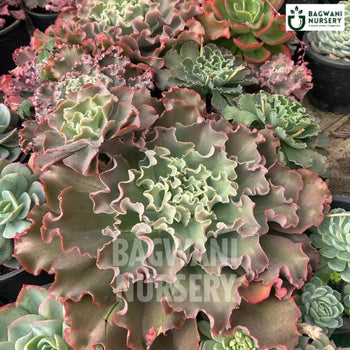 Echeveria Shaviana, Ruffled Echeveria, Shaviana Echeveria Succulent, Succulents Plants, Succulents Supplier, Succulents Supplier in India, Wholesale Succulents, Wholesale Succulents Supplier, Succulents Nursery, Best Succulents Nursery, Succulents in India, Bulk Succulents Supplier