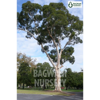 Eucalyptus tree Supplier, Eucalyptus , Eucalyptus Supplier in India, Wholesale Eucalyptus, Wholesale Eucalyptus Supplier, Eucalyptus  Tree, Best Eucalyptus Nursery, Eucalyptus in India, Bulk Eucalyptus Supplier, Timber Tree, Timber Tree Nursery, Wholesale Timber Tree Supplier, Best Timber Tree Nursery in India,