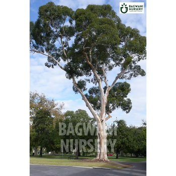 Eucalyptus tree Supplier, Eucalyptus , Eucalyptus Supplier in India, Wholesale Eucalyptus, Wholesale Eucalyptus Supplier, Eucalyptus  Tree, Best Eucalyptus Nursery, Eucalyptus in India, Bulk Eucalyptus Supplier, Timber Tree, Timber Tree Nursery, Wholesale Timber Tree Supplier, Best Timber Tree Nursery in India,