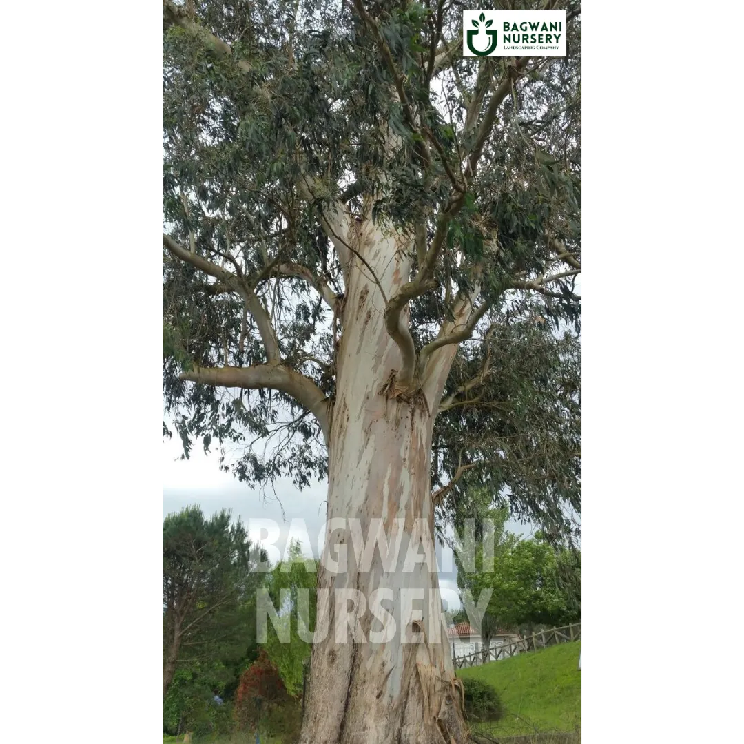 Eucalyptus tree Supplier, Eucalyptus , Eucalyptus Supplier in India, Wholesale Eucalyptus, Wholesale Eucalyptus Supplier, Eucalyptus  Tree, Best Eucalyptus Nursery, Eucalyptus in India, Bulk Eucalyptus Supplier, Timber Tree, Timber Tree Nursery, Wholesale Timber Tree Supplier, Best Timber Tree Nursery in India,