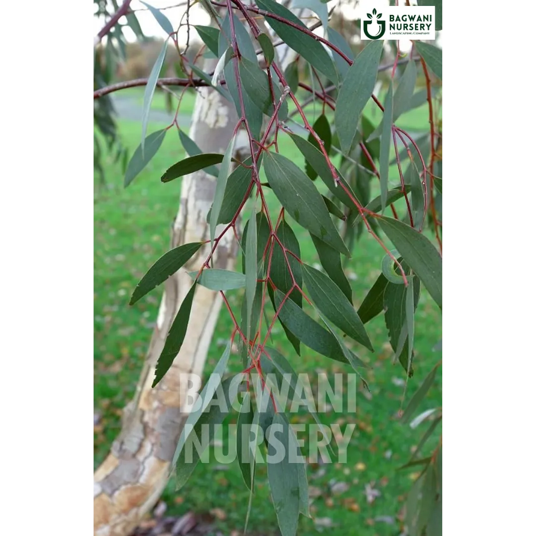 Eucalyptus tree Supplier, Eucalyptus , Eucalyptus Supplier in India, Wholesale Eucalyptus, Wholesale Eucalyptus Supplier, Eucalyptus  Tree, Best Eucalyptus Nursery, Eucalyptus in India, Bulk Eucalyptus Supplier, Timber Tree, Timber Tree Nursery, Wholesale Timber Tree Supplier, Best Timber Tree Nursery in India,