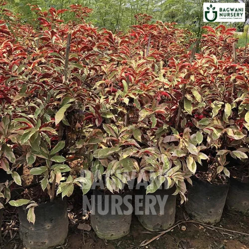 Excoecaria Bicolor, Excoecaria Bicolor plant, Excoecaria Cochinchinensis, Excoecaria Bicolor Tree, Excoecaria Cochinchinensis Plant, Excoecaria Bicolor Plant Tree in Bulk,