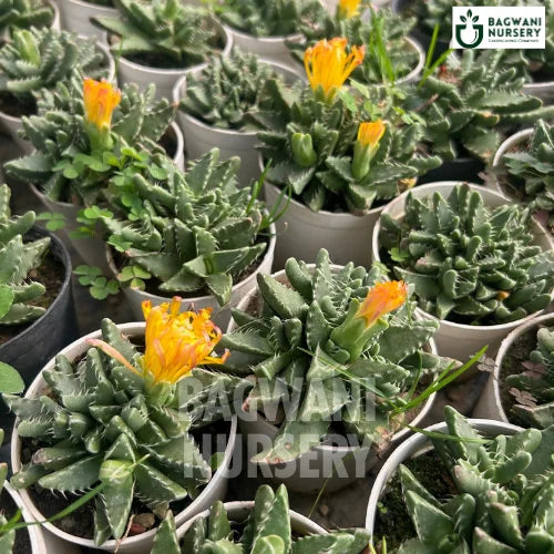 Faucaria Tigrina, Tiger’s Jaw, Succulent, Succulents Plants, Succulents Supplier, Succulents Supplier in India, Wholesale Succulents, Wholesale Succulents Supplier, Succulents Nursery, Best Succulents Nursery, Succulents in India, Bulk Succulents Supplier