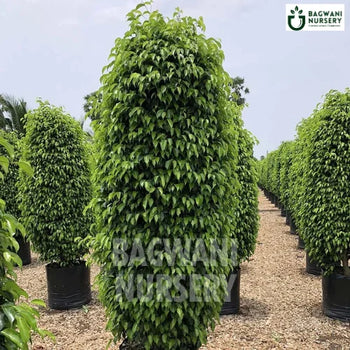 Black Ficus Plant, Black Ficus Plant plant, Ficus Benjamina Tree, Black Ficus Plant Tree, Ficus Benjamina Tree Plant, Black Ficus Plant in Bulk,