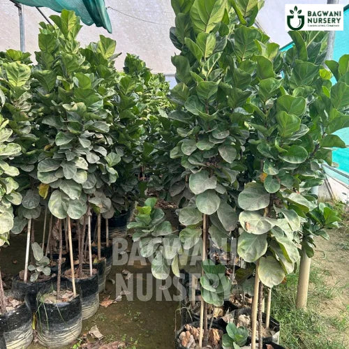 Ficus Lyrata, Ficus Lyrata plant, Fiddle-leaf Fig Tree, Ficus Lyrata Tree, Fiddle-leaf Fig Tree Plant, Ficus Lyrata in Bulk,