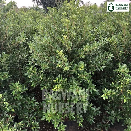 Ficus Microcarpa, Ficus Microcarpa plant, Indian Laurel Fig Tree, Ficus Microcarpa Tree, Indian Laurel Fig Tree Plant, Ficus Microcarpa in Bulk,