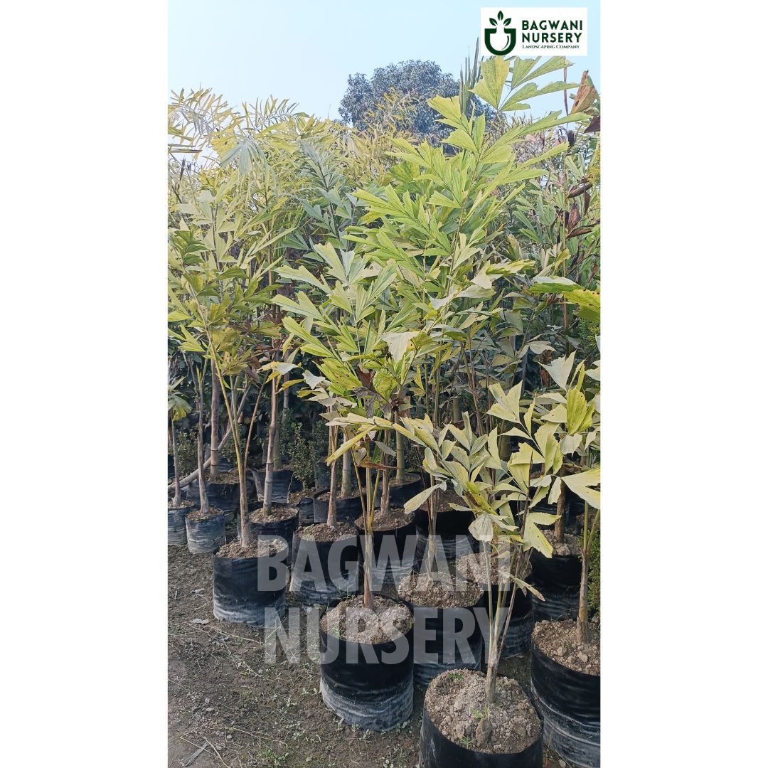 Fishtail Palm Supplier, Fishtail Palm Supplier in India, Wholesale Fishtail Palm, Wholesale Fishtail Palm Supplier, Fishtail Palm Nursery, Best Fishtail Palm Nursery, Fishtail Palm in India, Bulk Fishtail Palm Supplier