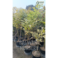 Fishtail Palm Supplier, Fishtail Palm Supplier in India, Wholesale Fishtail Palm, Wholesale Fishtail Palm Supplier, Fishtail Palm Nursery, Best Fishtail Palm Nursery, Fishtail Palm in India, Bulk Fishtail Palm Supplier