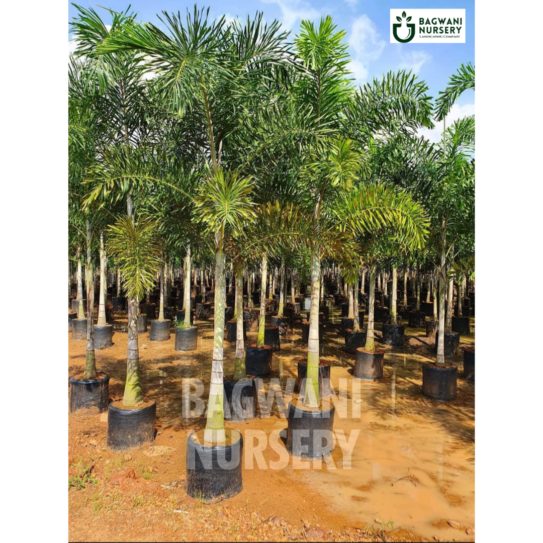 Foxtail Palm Supplier, Foxtail Palm Supplier in India, Wholesale Foxtail Palm, Wholesale Foxtail Palm Supplier, Foxtail Palm Nursery, Best Foxtail Palm Nursery, Foxtail Palm in India, Bulk Foxtail Palm Supplier, bagwani nursery