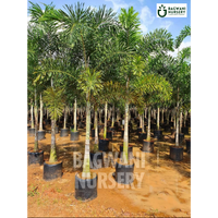 Foxtail Palm Supplier, Foxtail Palm Supplier in India, Wholesale Foxtail Palm, Wholesale Foxtail Palm Supplier, Foxtail Palm Nursery, Best Foxtail Palm Nursery, Foxtail Palm in India, Bulk Foxtail Palm Supplier, bagwani nursery