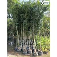 Foxtail Palm Supplier, Foxtail Palm Supplier in India, Wholesale Foxtail Palm, Wholesale Foxtail Palm Supplier, Foxtail Palm Nursery, Best Foxtail Palm Nursery, Foxtail Palm in India, Bulk Foxtail Palm Supplier, bagwani nursery