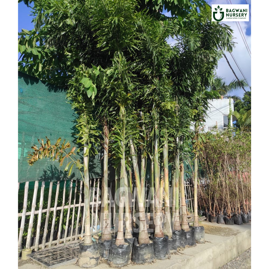 Foxtail Palm Supplier, Foxtail Palm Supplier in India, Wholesale Foxtail Palm, Wholesale Foxtail Palm Supplier, Foxtail Palm Nursery, Best Foxtail Palm Nursery, Foxtail Palm in India, Bulk Foxtail Palm Supplier, bagwani nursery