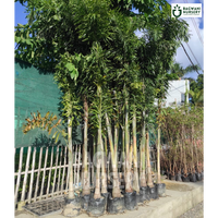 Foxtail Palm Supplier, Foxtail Palm Supplier in India, Wholesale Foxtail Palm, Wholesale Foxtail Palm Supplier, Foxtail Palm Nursery, Best Foxtail Palm Nursery, Foxtail Palm in India, Bulk Foxtail Palm Supplier, bagwani nursery