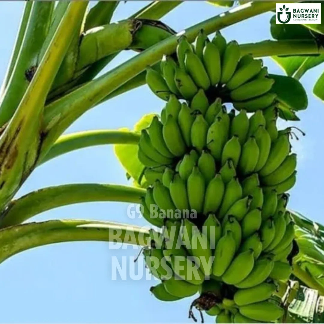 Banana tree Supplier, Musa Acuminata, Banana tree Supplier in India, Wholesale Banana, Wholesale Banana Supplier, Banana  Tree, Best Banana Nursery, Musa Acuminata in India, Bulk Banana Supplier, Fruit Tree, Fruit Tree Nursery, Wholesale Fruit Tree Supplier, Best Fruit Tree Nursery in India,