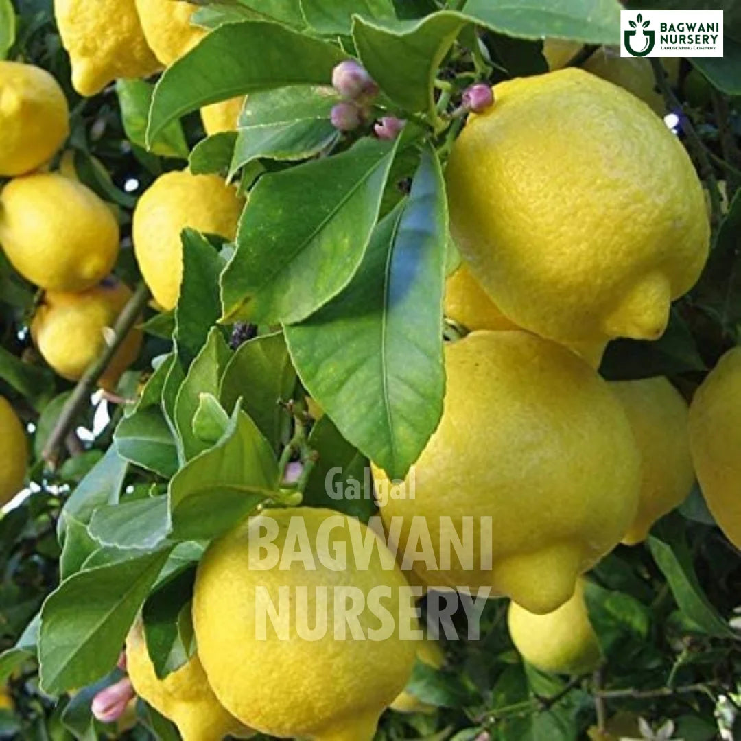 Hill Lemon tree Supplier, Citrus Pseudolimon, Hill Lemon tree Supplier in India, Wholesale Galgal, Wholesale Hill Lemon Supplier, Hill Lemon  Tree, Best Hill Lemon Nursery, Citrus Pseudolimon in India, Bulk Galgal Supplier, Fruit Tree, Fruit Tree Nursery, Wholesale Fruit Tree Supplier, Best Fruit Tree Nursery in India,