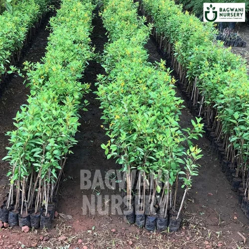 Golden Thryallis, Golden Thryallis plant, Galphimia Glauca Tree, Golden Thryallis Tree, Galphimia Glauca Tree Plant, Golden Thryallis in Bulk,