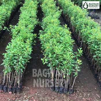 Golden Thryallis, Golden Thryallis plant, Galphimia Glauca Tree, Golden Thryallis Tree, Galphimia Glauca Tree Plant, Golden Thryallis in Bulk,